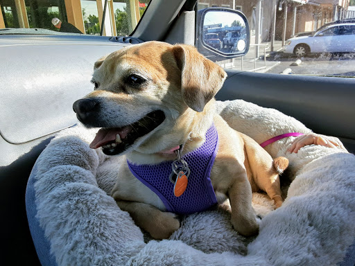 Pet Supply Store «Petco Animal Supplies», reviews and photos, 2353 Myers St, Oroville, CA 95966, USA