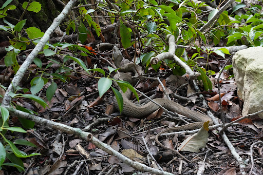 Park «Government Island», reviews and photos, 191 Coal Landing Road, Stafford, VA 22554, USA