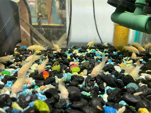 Pet Supply Store «Pet Zone Tropical Fish», reviews and photos, 4266 University Ave, San Diego, CA 92105, USA