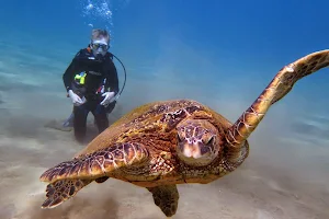 Maui Dreams Dive Co image