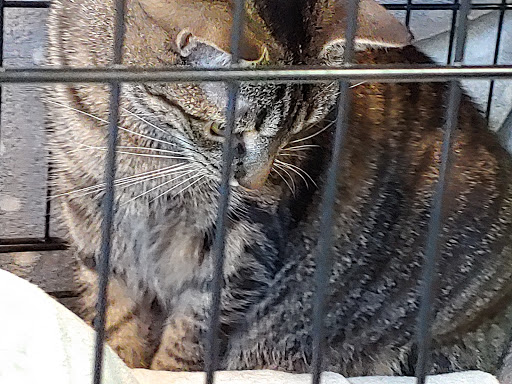 Pet Supply Store «Petland Discounts - Austin Street», reviews and photos, 70-44 Austin St, Queens, NY 11375, USA