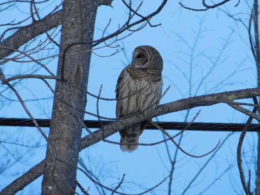Performing Arts Theater «Garrison Players», reviews and photos, 650 Portland Ave, Rollinsford, NH 03869, USA