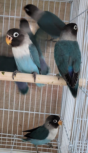 Pet Store «Louis Birds Pets & Supplies», reviews and photos, 80 Keyes St, San Jose, CA 95122, USA