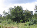 Chêne pédonculé - L'arbre des cheminots Orval sur Sienne