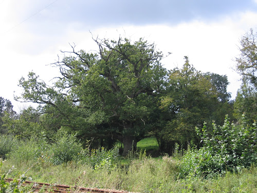 Chêne pédonculé - L'arbre des cheminots à Orval sur Sienne