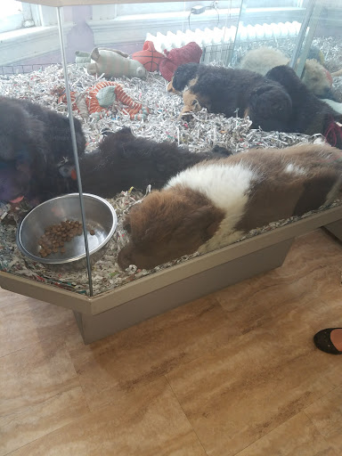 Pet Store «Animal House», reviews and photos, 7869 Hamilton Ave, Cincinnati, OH 45231, USA