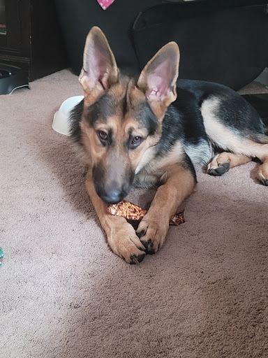 Pet Store «Pet Junction», reviews and photos, 146 NH-108, Dover, NH 03820, USA