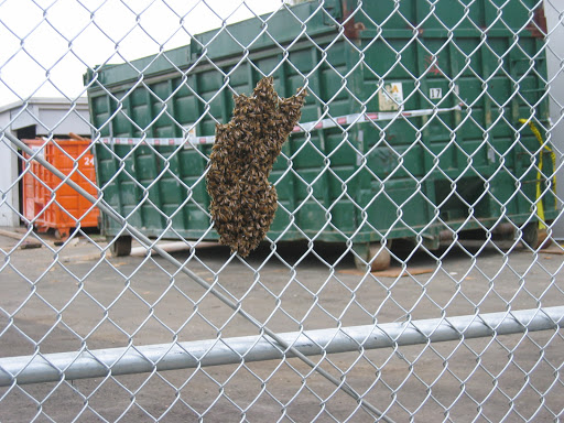 Bee Busters - Orange County Bee Removal Service image
