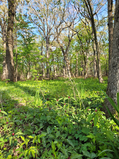 Nature Preserve «Bemis Woods», reviews and photos, 1100 Ogden Ave, Westchester, IL 60154, USA