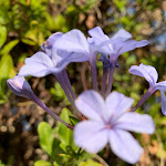 Photo n°13 de l'avis de remo.r fait le 04/01/2022 à 20:46 sur le  La Vesca à Sanremo