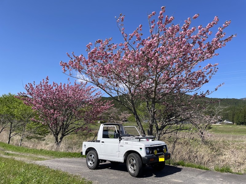 設楽町の八重桜