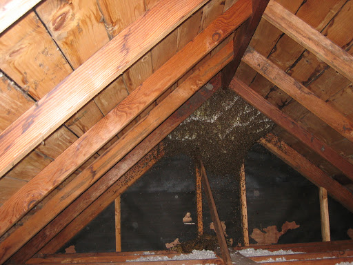 Bee Busters - Orange County Bee Removal Service image