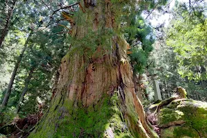 Yushima's Great Cedar Tree image