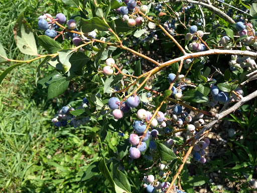 Produce Market «Saunderskill Farms», reviews and photos, 5100 US-209, Accord, NY 12404, USA