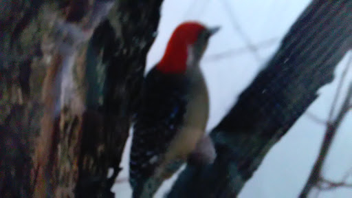 Hiking Area «Cowles Bog Trail», reviews and photos, 1618 N Mineral Springs Rd, Dune Acres, IN 46304, USA