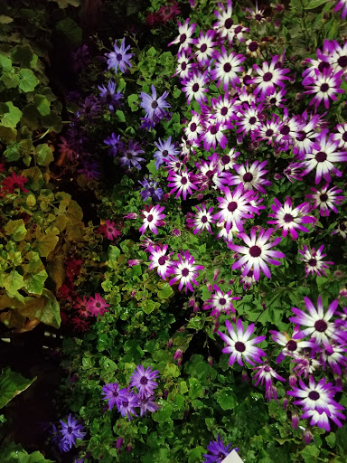 Supermarket «Save Mart Supermarkets», reviews and photos, 1059 C St, Galt, CA 95632, USA