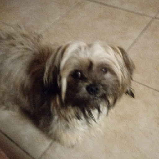 Pet Supply Store «Bully Zone Pet Supplies & Pet Grooming», reviews and photos, 1409 McCarter Hwy, Newark, NJ 07104, USA