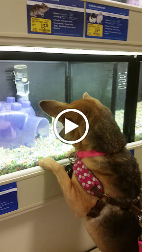 Pet Supply Store «PetSmart», reviews and photos, 156 Old Little Britain Rd, Newburgh, NY 12550, USA