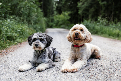Hundefriseur / Hundesalon - Daisy´s Fellstube unter Münchsteinach, 