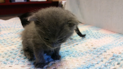 Pet Supply Store «One of the Family Pet Supply LLC», reviews and photos, 288 Lincoln Blvd, Middlesex, NJ 08846, USA