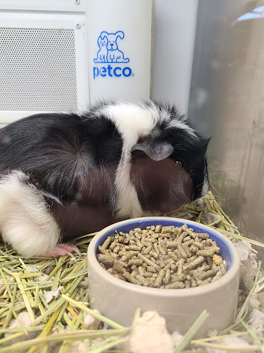 Pet Supply Store «Petco Animal Supplies», reviews and photos, 8700 Preston Rd #105, Plano, TX 75024, USA