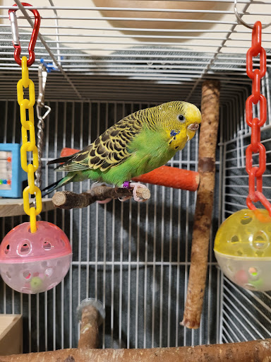 Pet Supply Store «Pet Supplies Plus», reviews and photos, 713 Brandilynn Blvd, Cedar Falls, IA 50613, USA