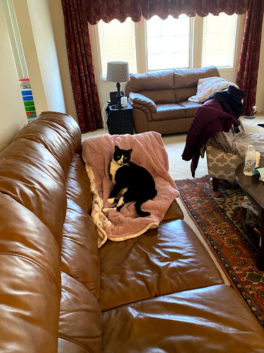 Pet Groomer «Fancy Pets», reviews and photos, 6 Cattano Ave, Morristown, NJ 07960, USA