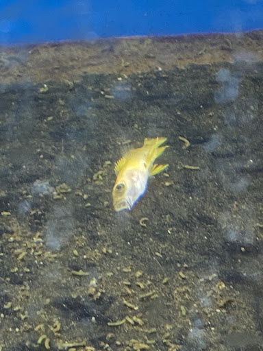 Pet Store «Pets Plus - Quakertown», reviews and photos, 117 S West End Blvd, Quakertown, PA 18951, USA