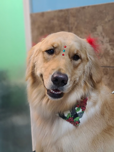 Pet Store «Canine Carousel», reviews and photos, 43135 Broadlands Center Plaza #129, Ashburn, VA 20148, USA