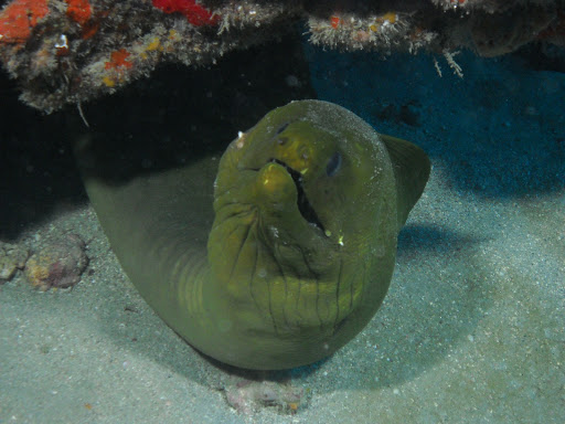 Dive Shop «Dive Shop Kissimmee», reviews and photos, 4916 W Irlo Bronson Memorial Hwy, Kissimmee, FL 34746, USA