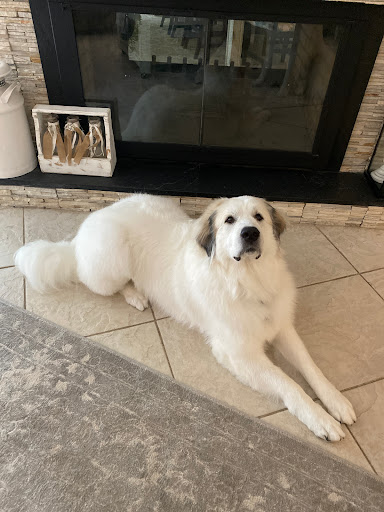 Boutique «Fetching Canine Grooming and Boutique», reviews and photos, 1490 W State Rd 434, Longwood, FL 32750, USA