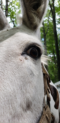 Grocery Store «Kreeky Tree Farm», reviews and photos, 8755 Jones Rd, Slatington, PA 18080, USA