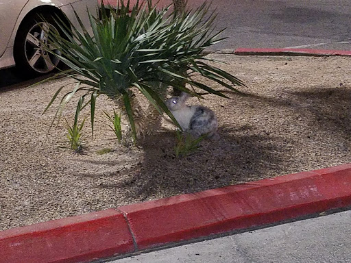 Hotel «Fiesta Henderson Hotel & Casino», reviews and photos, 777 W Lake Mead Pkwy, Henderson, NV 89015, USA