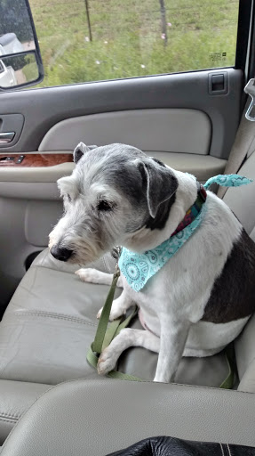 Darla's Dog Grooming