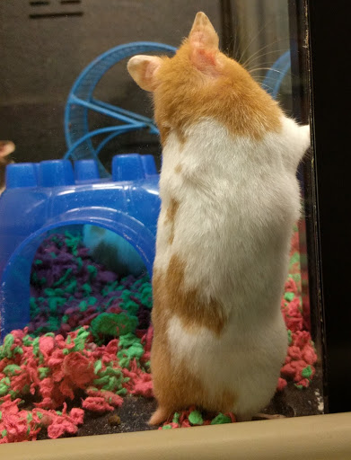 Pet Supply Store «PetSmart», reviews and photos, 13866 Metrotech Dr, Chantilly, VA 20151, USA