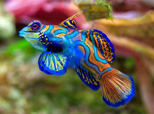 Tropical Fish Store «Life Aquatic», reviews and photos, 9 South Ave, New Canaan, CT 06840, USA
