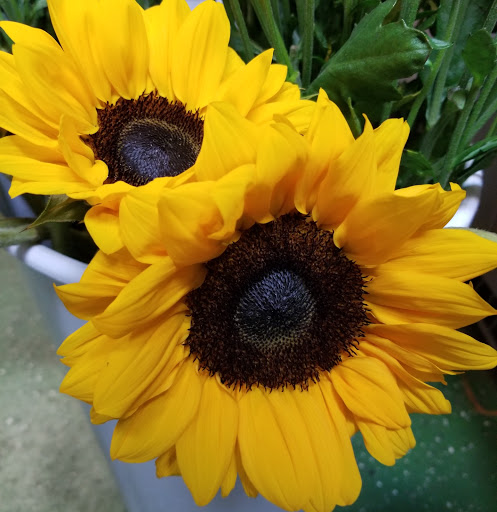 Florist «Shananne Cain Florist Inc», reviews and photos, 123 N Central Ave, Umatilla, FL 32784, USA