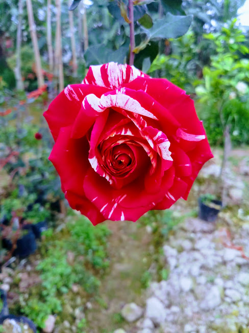 Vườn hồng Trần Khá