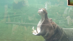 Photo n°8 de La Réserve des Hippopotames à Saint-Aignan ()