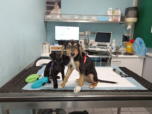 Pensioni per cani e dog hotel a Clinica Veterinaria Monte Rosa