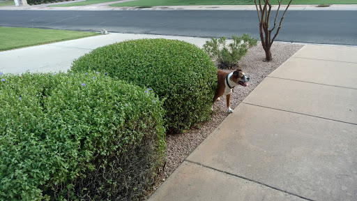 Golf Club «Camelback Golf Club», reviews and photos, 7847 N Mockingbird Ln, Scottsdale, AZ 85253, USA