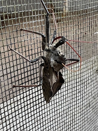 Nextgen Pest Solutions - Photo 8 - Car repair in Tampa, FL, Tampa