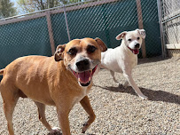 Flying A Canine Ranch - Photo 2 - Car repair in Metamora, MI, Flint
