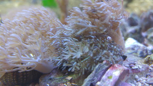 Tropical Fish Store «Two Turtles Pet Center», reviews and photos, 760 W Market St, Akron, OH 44303, USA