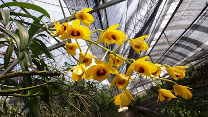 Phrao Orchids Nursery