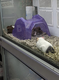 Petco - Photo 4 - Car repair in El Monte, CA, Fullerton