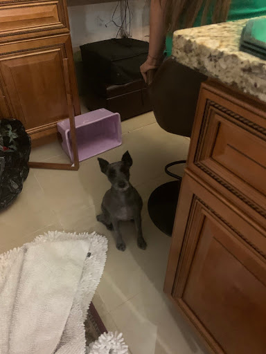 Pet Supply Store «PetSmart», reviews and photos, 16514 SW 88th St, Kendall, FL 33196, USA