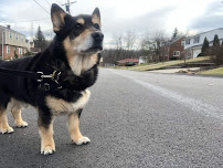 Captain Flosse Dog's Pet Service