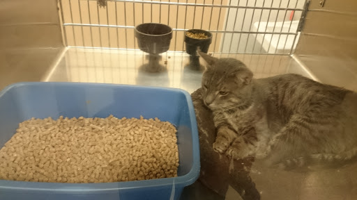 Pet Supply Store «PetSmart», reviews and photos, 1125 Hover St, Longmont, CO 80501, USA