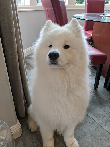 Pet Supply Store «PetSmart», reviews and photos, 100 108th Ave NE, Bellevue, WA 98004, USA